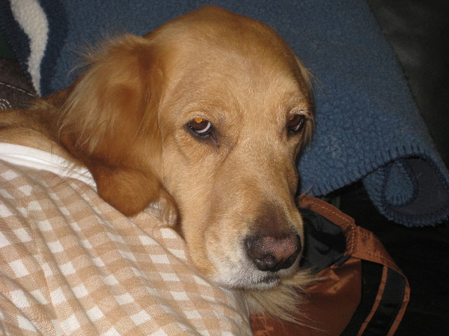 ファイル 1136-3.jpg