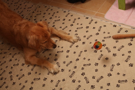 ファイル 1138-1.jpg