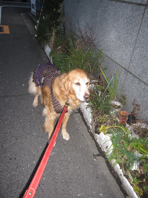 ファイル 1146-1.jpg