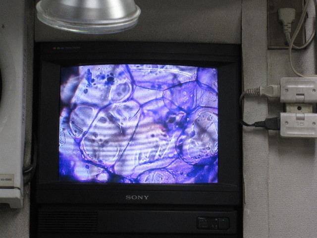 ファイル 1146-4.jpg