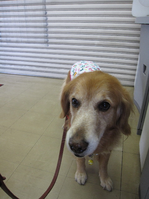 ファイル 1151-1.jpg