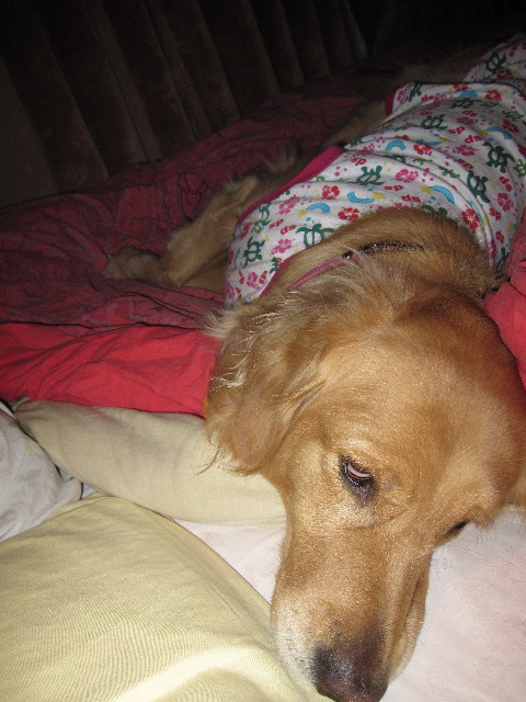 ファイル 1151-4.jpg