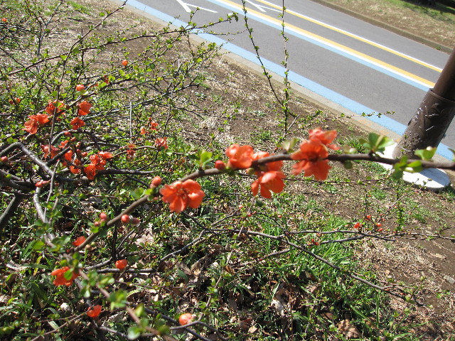 ファイル 1153-3.jpg