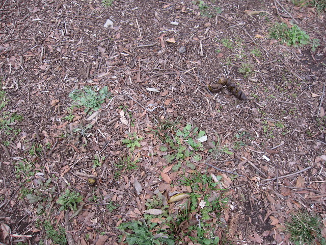 ファイル 1154-3.jpg