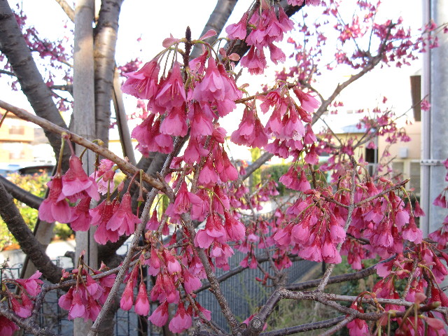 ファイル 1156-4.jpg