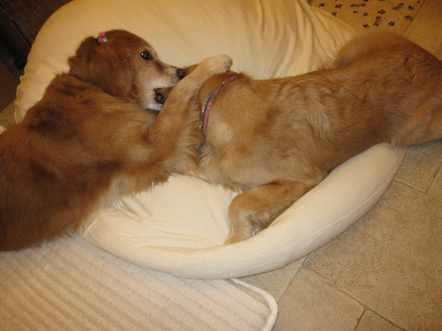 ファイル 1161-1.jpg