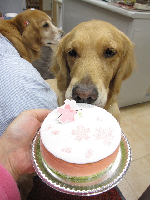 ファイル 1162-1.jpg