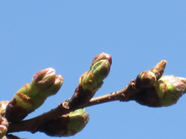 ファイル 1162-4.jpg