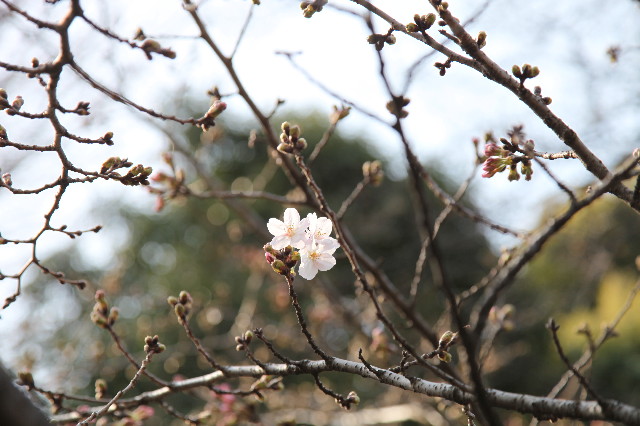 ファイル 1165-1.jpg