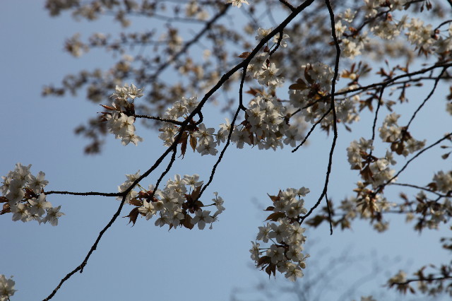 ファイル 1165-4.jpg