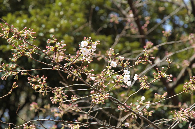 ファイル 1165-5.jpg