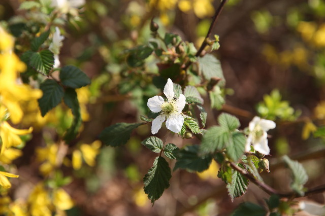 ファイル 1166-2.jpg