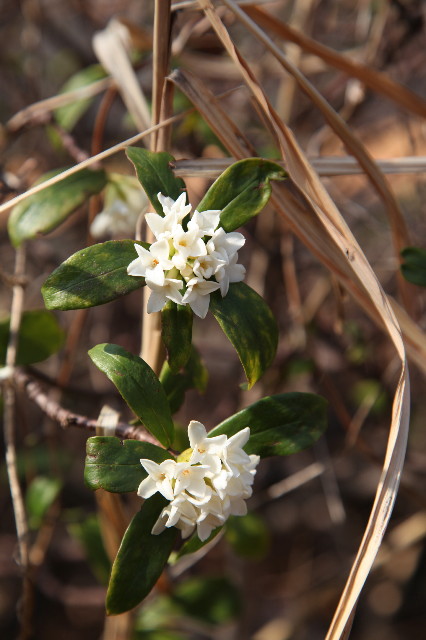 ファイル 1166-4.jpg