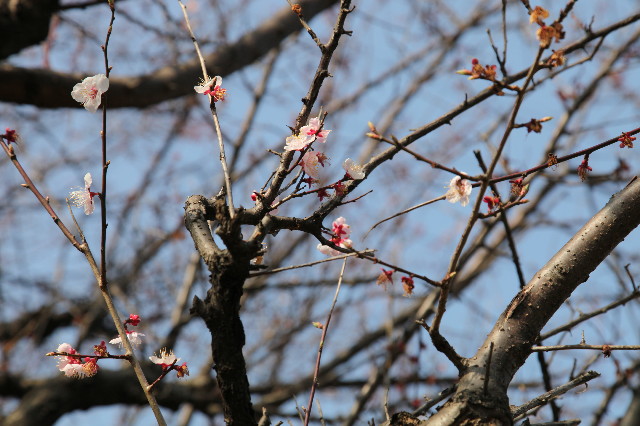 ファイル 1166-5.jpg