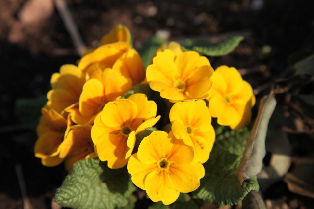 ファイル 1168-4.jpg