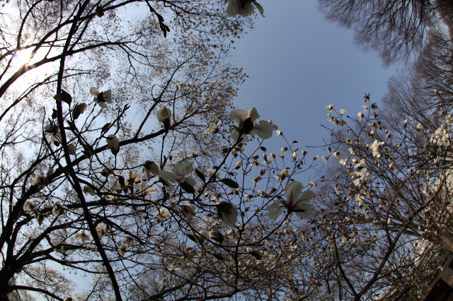 ファイル 1170-1.jpg