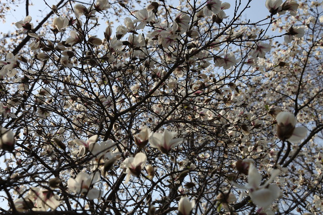 ファイル 1170-3.jpg