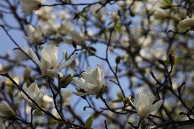 ファイル 1170-4.jpg