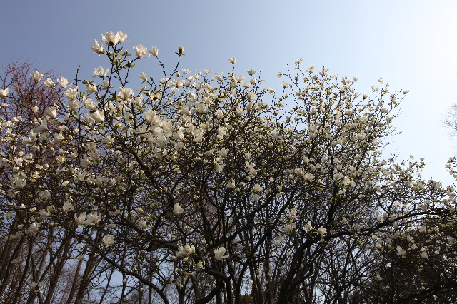 ファイル 1170-5.jpg