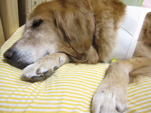 ファイル 1171-5.jpg