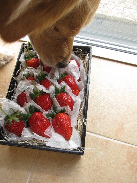 ファイル 1172-1.jpg