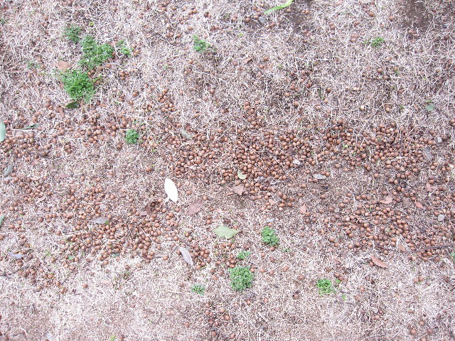 ファイル 1172-5.jpg