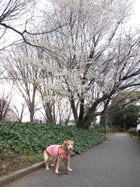 ファイル 1174-1.jpg