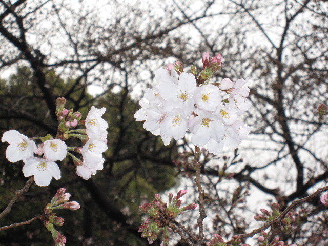 ファイル 1175-2.jpg