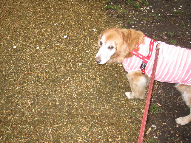 ファイル 1175-4.jpg