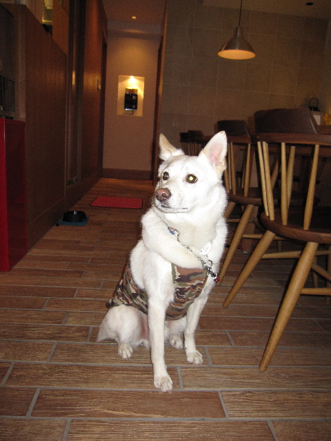 ファイル 1182-2.jpg