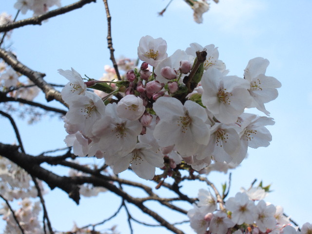 ファイル 1185-5.jpg