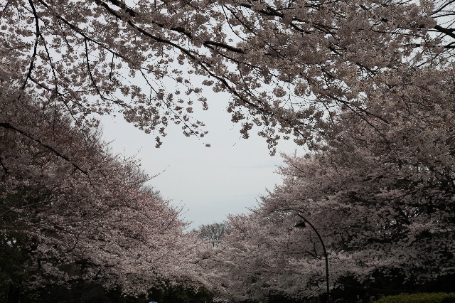 ファイル 1188-1.jpg