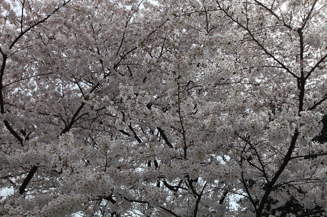 ファイル 1188-3.jpg