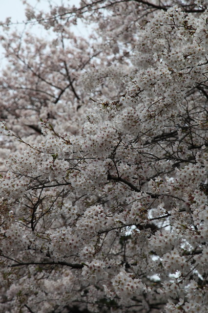 ファイル 1188-4.jpg