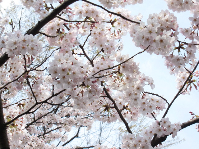 ファイル 1191-1.jpg