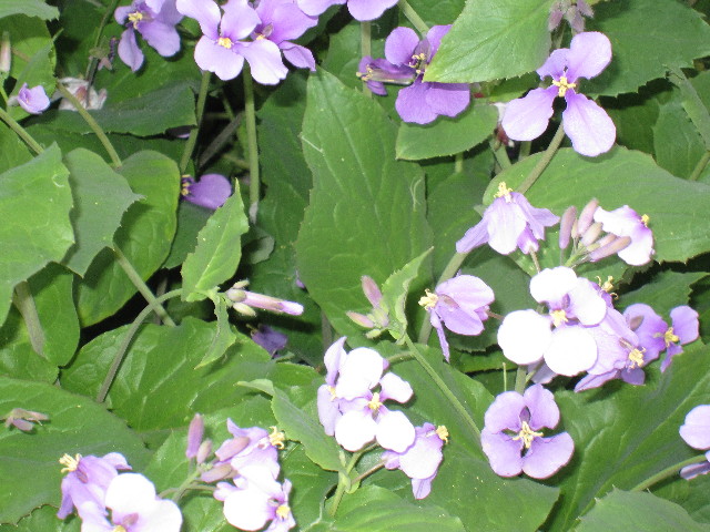 ファイル 1195-2.jpg