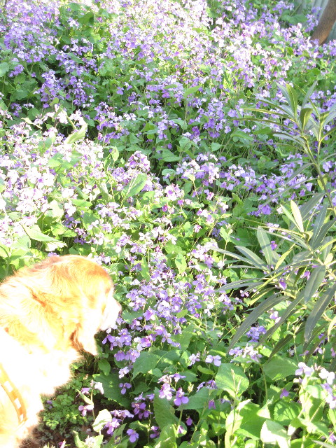 ファイル 1195-3.jpg