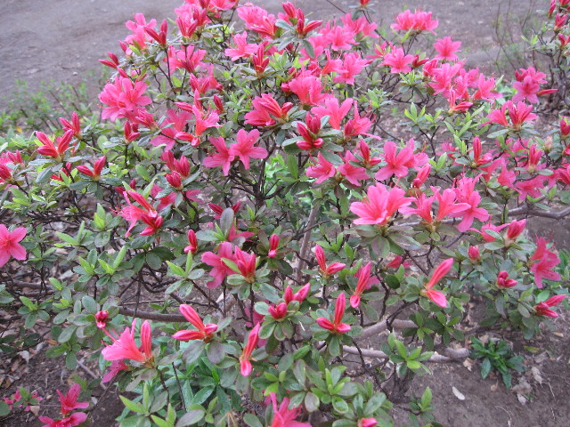 ファイル 1204-4.jpg