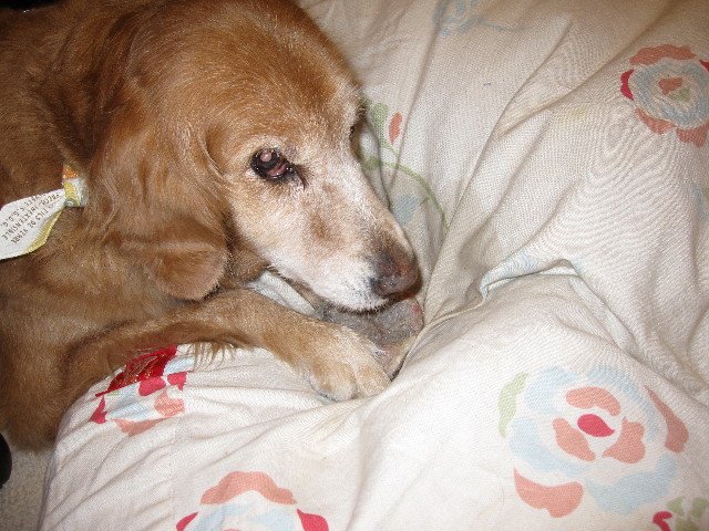 ファイル 1211-5.jpg