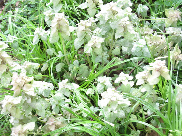 ファイル 1214-3.jpg