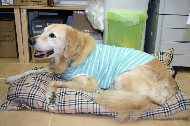 ファイル 1217-5.jpg