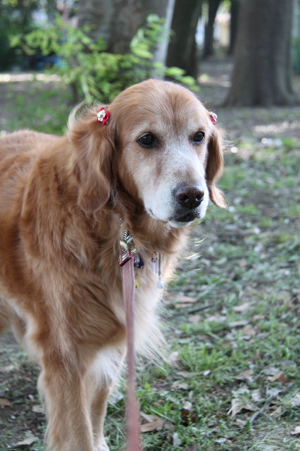 ファイル 1221-1.jpg