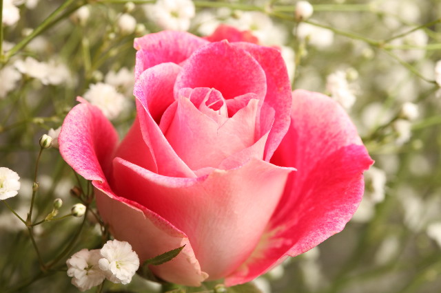 ファイル 1222-2.jpg