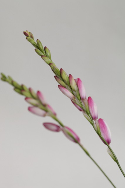 ファイル 1222-4.jpg