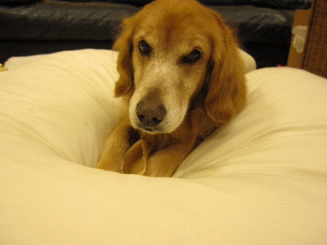 ファイル 1223-1.jpg