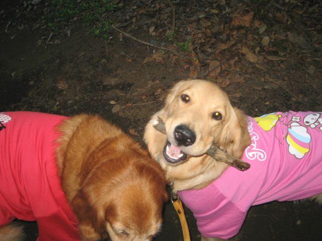 ファイル 123-1.jpg