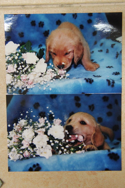 ファイル 1235-2.jpg