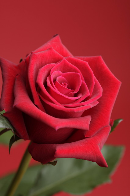 ファイル 1238-5.jpg