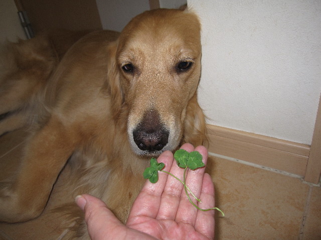 ファイル 1242-4.jpg