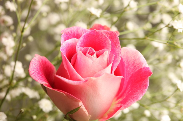 ファイル 1249-4.jpg